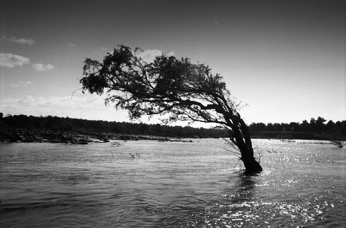  A tree in the Mekong River. 
