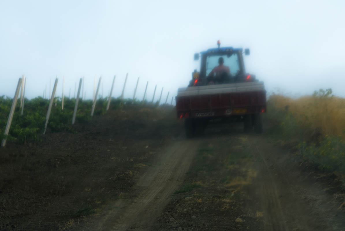 Early morning work in one of the Mafia-confiscated vineyards.