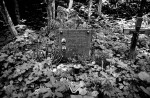 One of the many gravestones found in the woods in remembrance of disappeared families. Most of the corpses were never recovered and therefore losing the right to a burial in the cemetery.