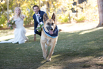 beautiful-dog-wedding-Tahoe