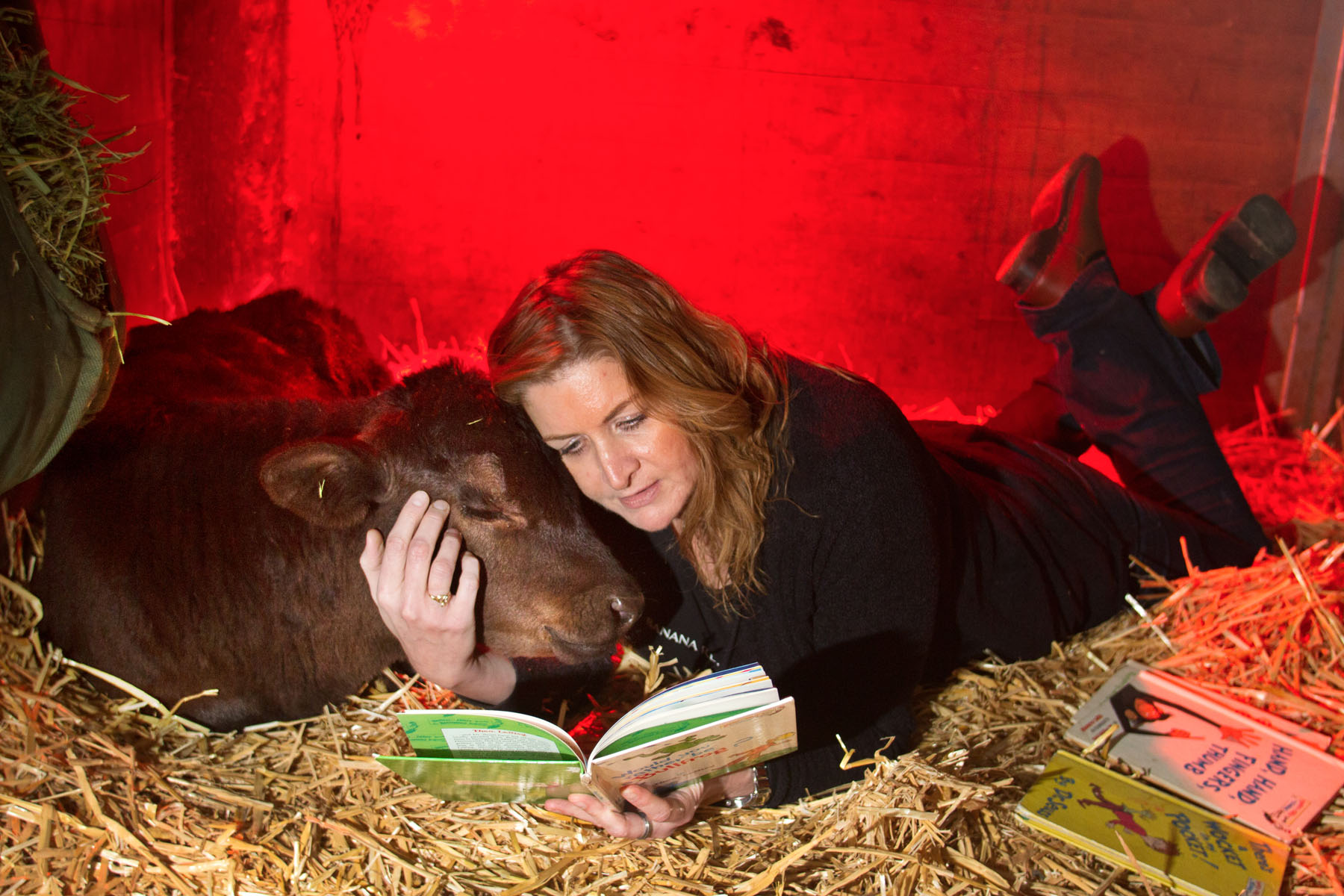 Clarence, a calf rescued from a ditch, is comforted by volunteer Caroline Morgan who reads a Dr. Seuss book to him at the Northwest Equine Stewardship Center, in Snohomish, Washington on April 13, 2014. (photo by Karen Ducey Photography/karenducey.com)