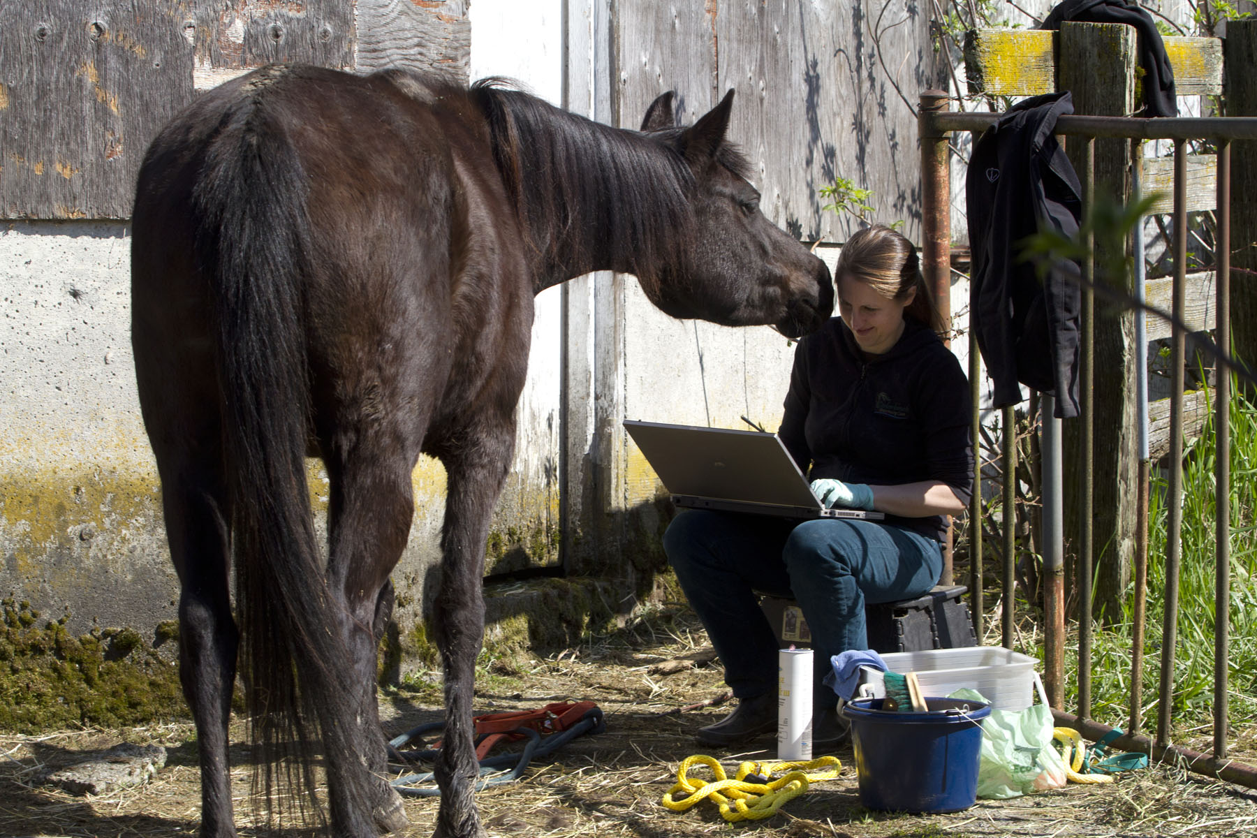 Hannah Mueller, DVM, co-founder and vice president of the Northwest Equine Stewardship Center and practice owner of Cedarbrook Veterinary Care creates records of horses on Summer Raffo's farm in Oso, Wash. during a voluntary veterinary visit on April 1, 2014. The 16 horses belong to Summer Raffo, who died in the Oso mudslide on March 22, 2014. Along with help from another vet and volunteers the horses received basic vet care, grooming and were fed fresh hay.