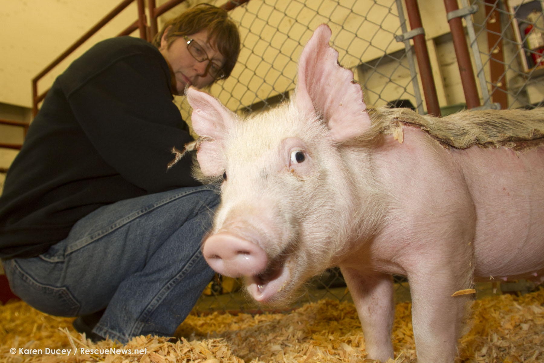 Tom, a Yorkshire piglet who was injured in a barn fire at the Washington State Fairgrounds several weeks ago, is fed marshmallows injected with antibiotics and anti-inflammatory medicine at the fairgrounds in Puyallup by Susan Becker on May 5, 2014.  Tom was badly burned along his back and ears.  It has developed into a large scab.  Becker is co-superintendent of the Traveling Farm and cares for Tom and other animals in the barn. Once healed Tom will be returned to his owner, Kyler Young, who is using him as a breeding boar at his families' farm, Proverty Hill Farm.  The farm has over 600 pigs on it which they sell to 4-H kids.  Tom originally came from a farm in Anacortes.  The Young's paid hundreds of dollars for him. Becker says the fire fighters worked really hard to keep the animals alive.