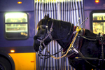 Amos, an 11 year-old Percheron draft horse wearing blinders to block his vision, gets nervous around buses but doesn't mind other city noises according to his owner Steve Beckmann of Sealth Horse Carriages in Seattle, WA on December 9, 2017. Beckmann says he was the first horse and carriage business in Seattle and now, 42 years later, he is the only one left. (© Karen Ducey)