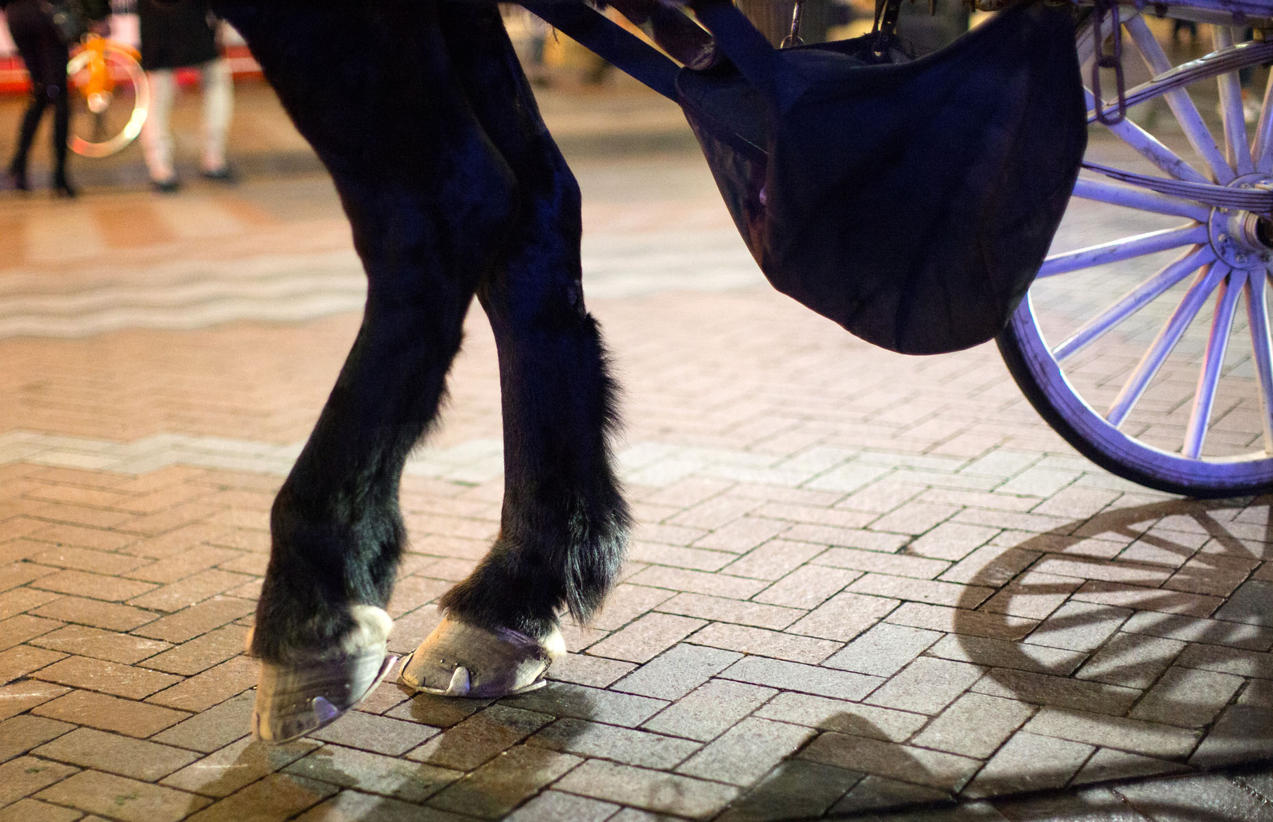 Amos, an 11 year-old Percheron draft horse sports horse shoes and pads made of rubber and steel while working the city streets for Steve Beckmann of Sealth Horse Carriages in Seattle, WA on December 17, 2017. (© Karen Ducey)