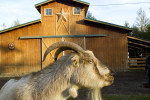 animals-ducey-goat-barn