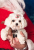 ducey-pet-holiday-020