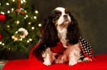 ducey-pet-holiday-024