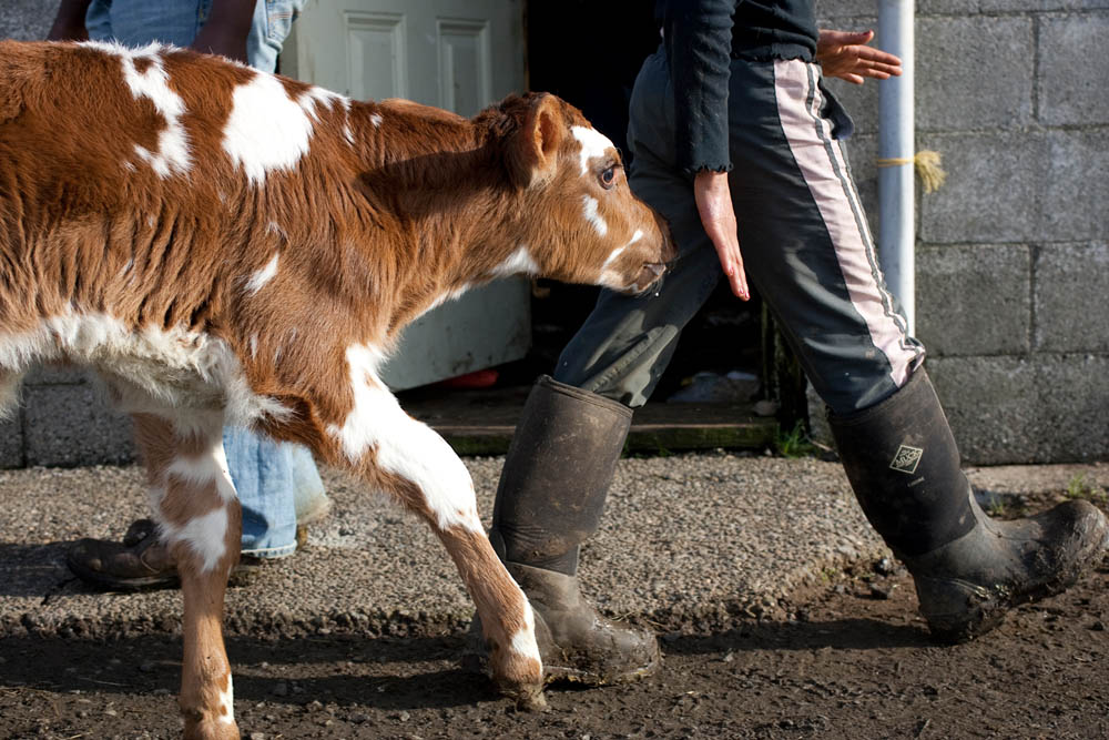 Eva, a one day old calf, follows Faith Estrella, 11, at the Estrella Family Creamery in Montesano, Wash.  on November 4, 2010.  The family owns 30-35 cows and each one has a name. The Food and Drug Administration ordered the Estrella Family Creamery in Montesano,Wash.  to stop processing cheeses after it found listeria bacteria on some of the cheeses this year.  The family says they have made many renovations on the farm and the bacteria is only found on the soft cheese, not everything.  They believe they should be allowed to resume making cheese and sell the hard cheeses they have already made at the facility.  The creamery is one of Washington’s most famous artisan cheesemakers.  (photo credit Karen Ducey) 