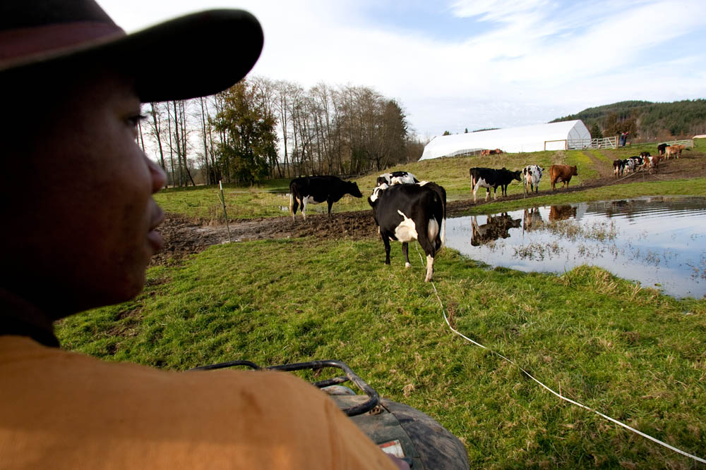 Ernest Estrella, 16, herds cattle from the pasture to the barn to get milked at the Estrella Family Creamery in Montesano,Wash.  on November 4, 2010.  The Food and Drug Administration ordered the Estrella Family Creamery in Montesano,Wash.  to stop processing cheeses after it found listeria bacteria on some of the cheeses this year.  The family says they have made many renovations on the farm and the bacteria is only found on the soft cheese, not everything.  They believe they should be allowed to resume making cheese and sell the hard cheeses they have already made at the facility.  The creamery is one of Washington’s most famous artisan cheesemakers.  (photo credit Karen Ducey) 