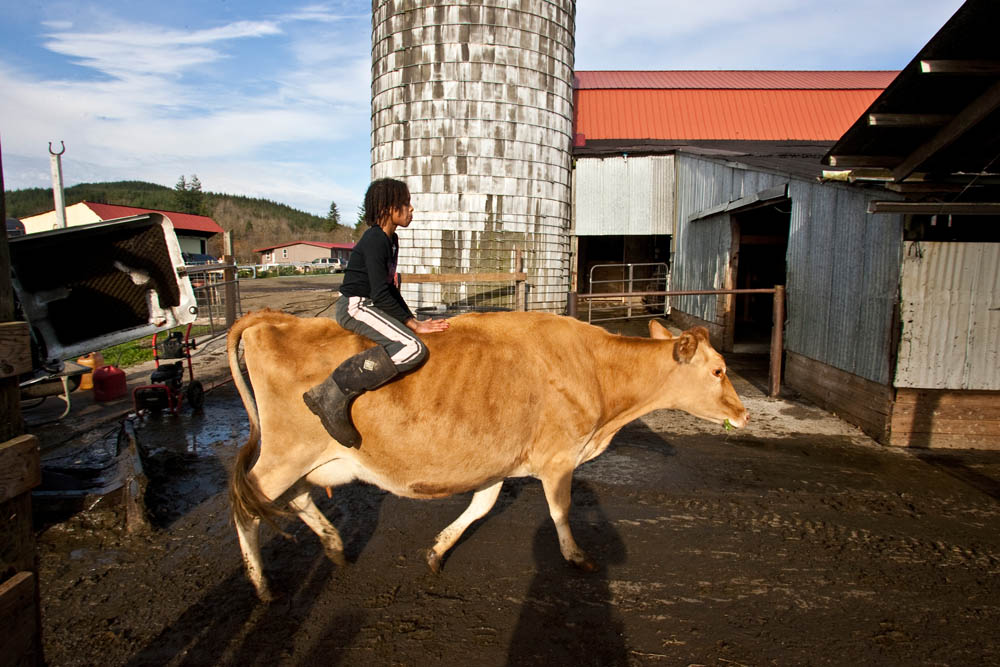 Faith Estrella, 11 rides a cow named Lover into the barn as it comes in from pasture at the Estrella Family Creamery in Montesano,Wash.  on November 4, 2010.  Every cow has a name on the farm.  The Food and Drug Administration ordered the Estrella Family Creamery in Montesano,Wash.  to stop processing cheeses after it found listeria bacteria on some of the cheeses this year.  The family says they have made many renovations on the farm and the bacteria is only found on the soft cheese, not everything.  They believe they should be allowed to resume making cheese and sell the hard cheeses they have already made at the facility.  The creamery is one of Washington’s most famous artisan cheesemakers.  (photo credit Karen Ducey) 