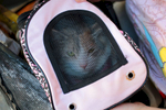 Isabella, a one-and-a-half year-old cat zipped in a pet carrier inside a stroller, waits in line to be seen by a veterinarian with her owner Victoria Lipska at the Doney Memorial Pet Clinic. Lipska, currently living with her mother, is thrilled the clinic provided her with the stroller. She is visiting the clinic to get Isabella's nails trimmed and comes here as often as she can.  (photo © Karen Ducey Photography)Homeless and low income people bring in their pets to see veterinarians and pick up food at the Doney Memorial Pet Clinic located in the Union Gospel Mission in Seattle, WA on June 25, 2016. (photo © Karen Ducey Photography)