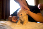 An eight week old kitten named curious is examined by Dr. Cherri Trusheim, veterinarian and owner of Urban Animal and staff during a biweekly visit to Mary’s Place Guest Rooms, a crisis response shelter in South Lake Union in Seattle, WA for homeless families and their pets on June 23, 2016 (photo © Karen Ducey Photography)
