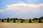 versaille_cone_trees1_DNG-Edit-Edit