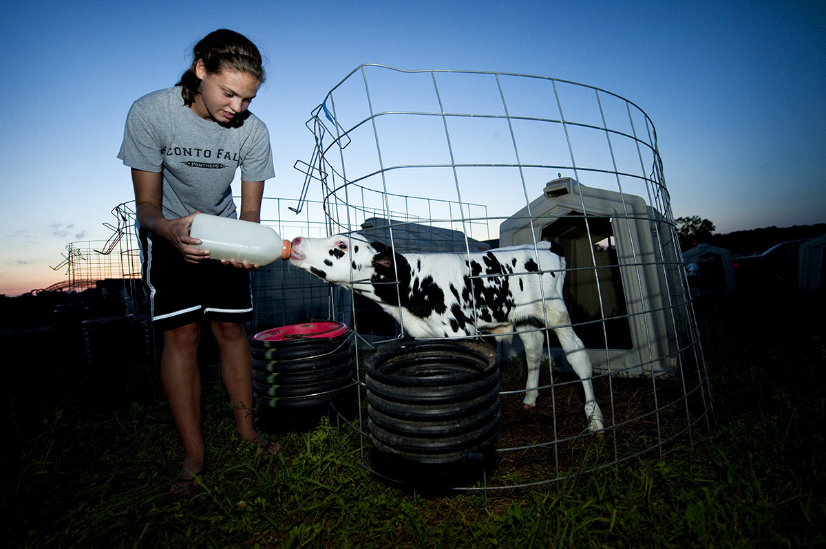 Carly Lemke, 15, from Oconto Falls, Wisc., is feeding a calf at the Schaal Farm in Gillett, Wisc., on Monday, August 30, 2010. 