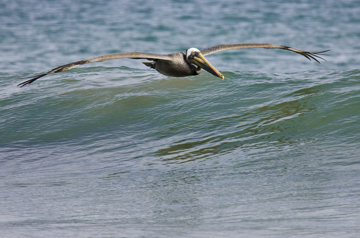 Scorpion Bay Baja