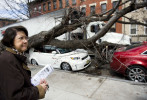 A tractor trailer carrying organic foods to a city co-op this afternoon clipped the limb of a tree on Ninth Street near Hamilton Park, ripping the tree out of the ground and sending it crashing on two parked cars. Luz Crisostomo, the driver of the white Scion, says she was praying at St. Michael's Church of St. Jude nearby when the tree fell on the car. (Reena Rose Sibayan | The Jersey Journal)