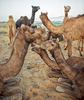 Camels of Pushkar, India 