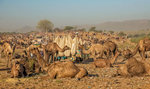Camels of Pushkar, India 