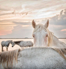 White Camargue Horse in the South of France 