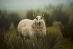 Sheep of Ireland 