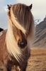Icelandic Horse , Iceland 