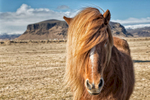 icelandic Horse in Iceland 