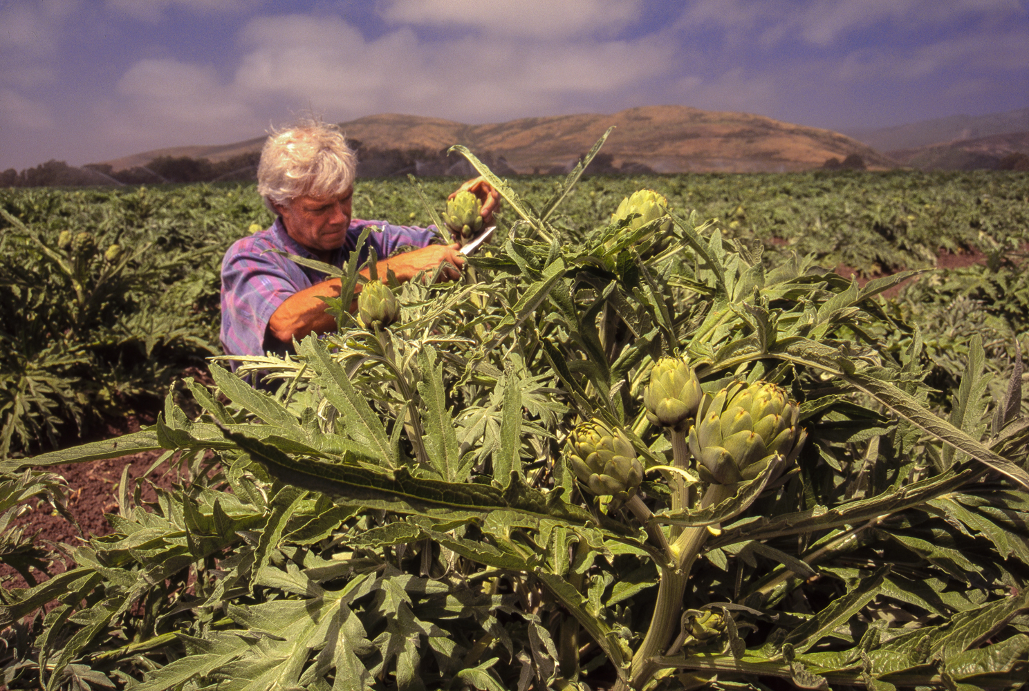 Virtually all U.S. commercially-grown artichokes are from California, and three-fourths of those are from the Castroville area of Monterey County.