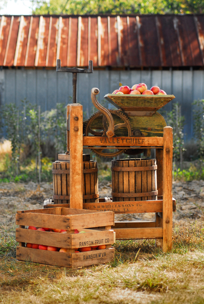 The Valley Chief Apple Press Loaded with Stayman Heirloom ApplesThis apple cider press from circa 1900 is loaded with Stayman heirloom apples grown in North Carolina.
