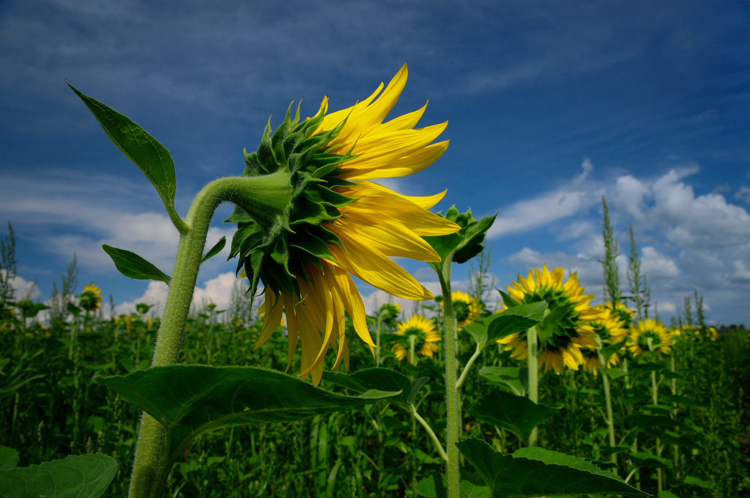 This sunflower field is between Canandaigua and Seneca Lakes, in Ontario County, NY.