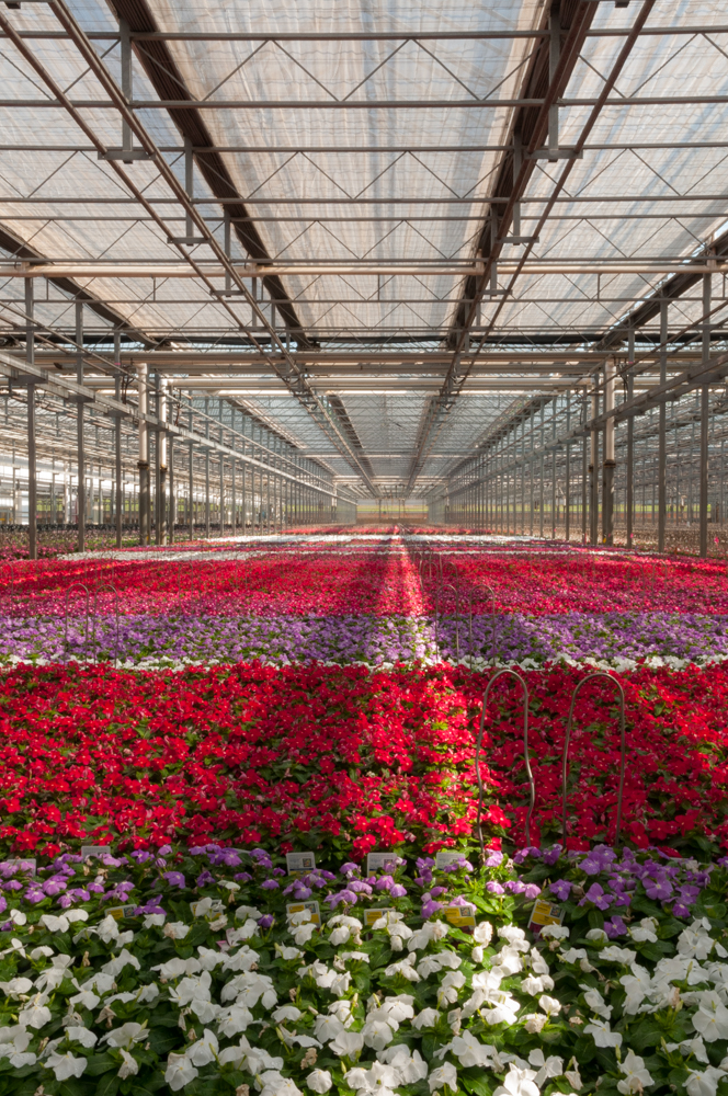 This single-site heated greenhouse is 162 acres and is the largest in the U.S.