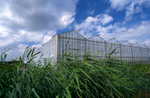 Compared to outdoor farming, greenhouses in the Netherlands have reduced water use for key crops by up to 90% and reduced chemical use by 97%.
