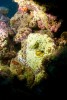 Mating Octopus - Islas Revillagigedo, Mexico