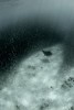 Manta ray crusing through a massive baitball of akule off the Big Island, Hawaii