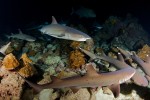 Whitetip reef sharks hunting at night in Cocos Island, Costa Rica