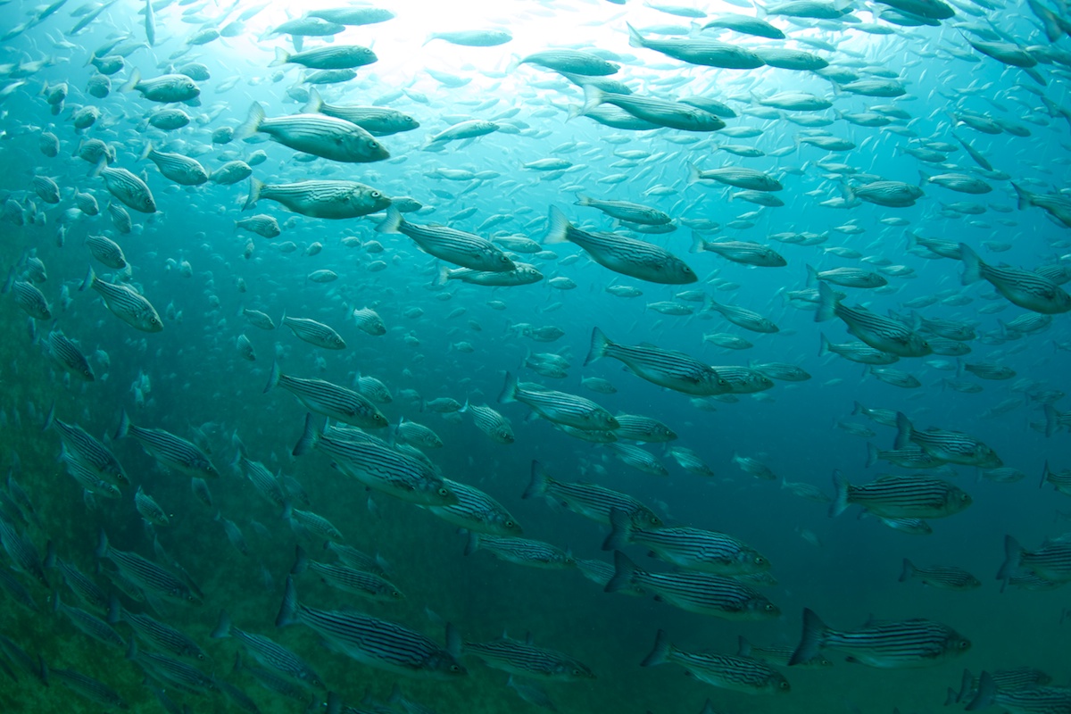 Underwater Sea Bass, Pacifico Aquaculture 