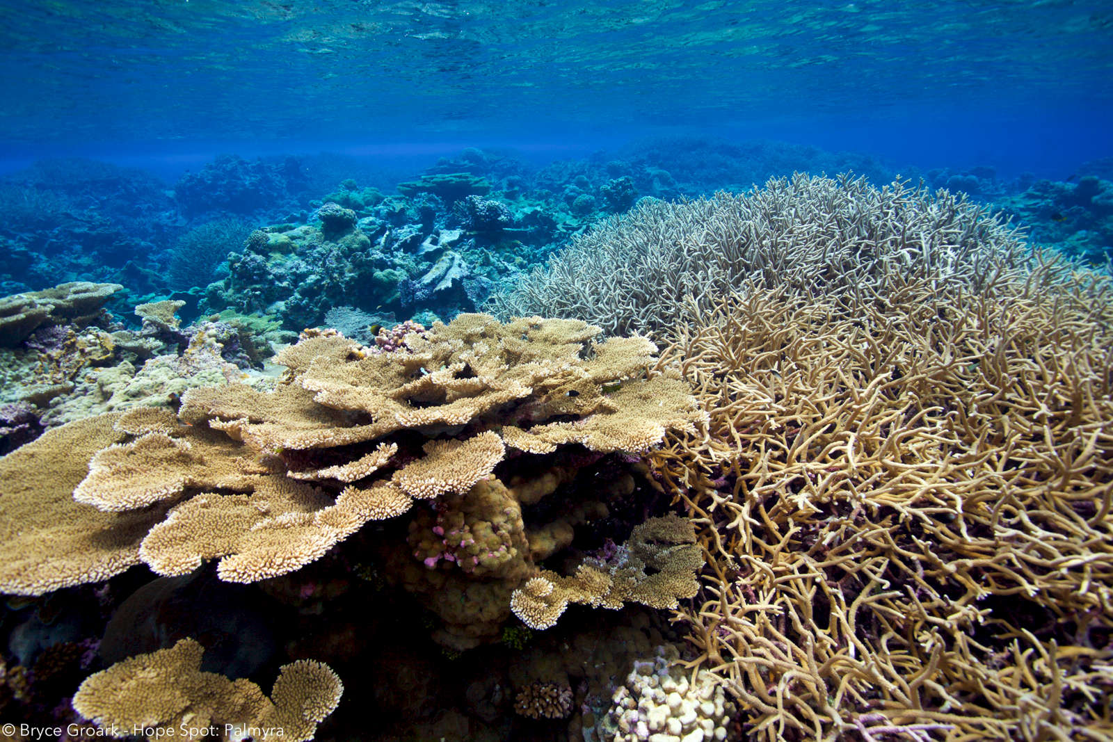 Palmyra Atoll Corals