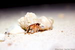 Hermit Crab at Palmyra Atoll