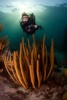 Syvlia Earle diving in the Sargasso Sea, Bermuda