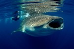 This photo was taken right after the Gulf Oil Spill - on an epedition for the film, Mission Blue - where we encountered the largest congregation of whale sharks in US waters ever.