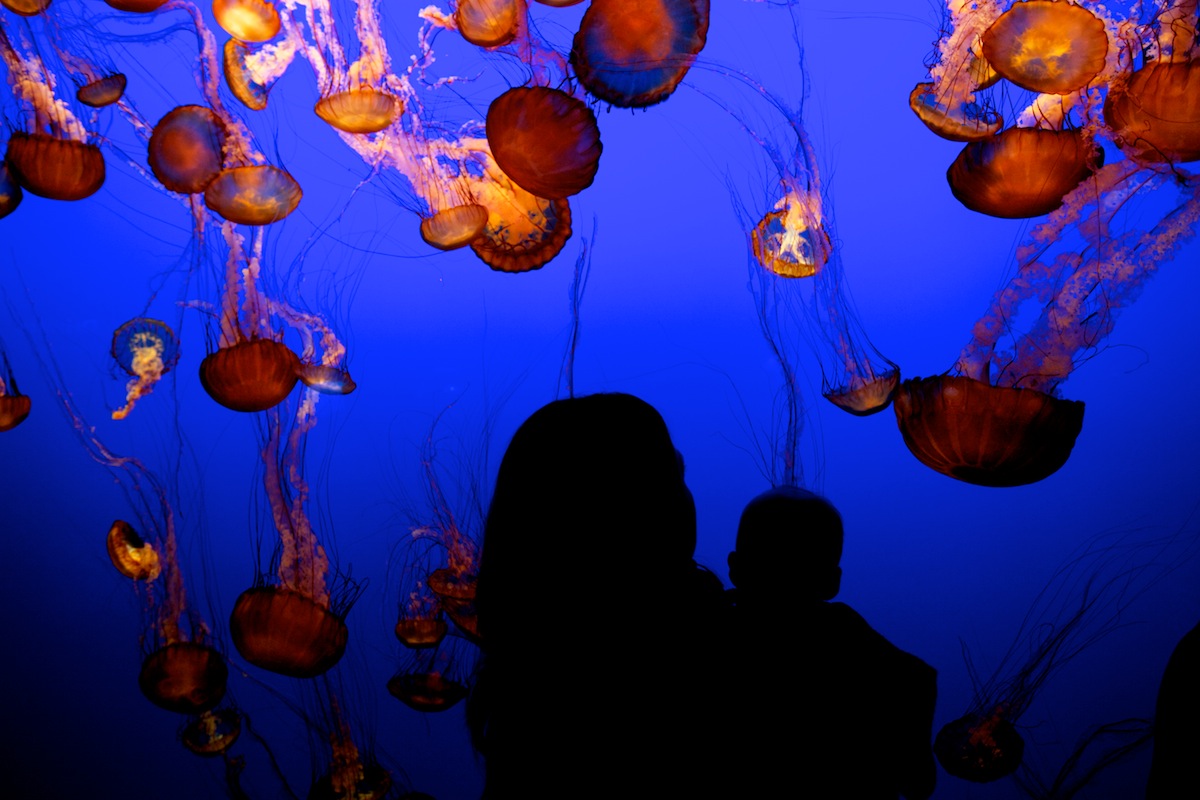 Monterey Bay Aquarium, Jellyfish Exhibit