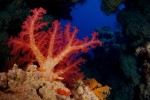 Soft Coral abound in the Red Sea