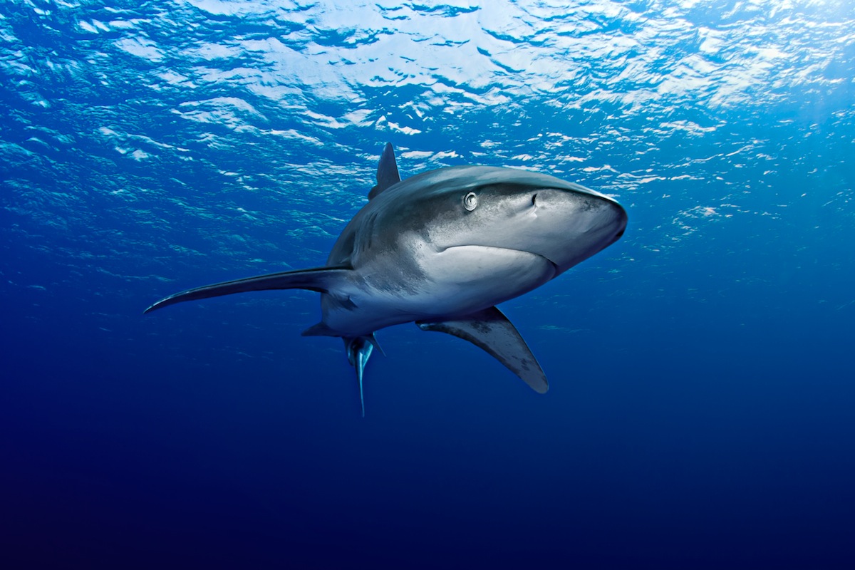 Oceanic White-tip shark in the Red Sea off Egypt