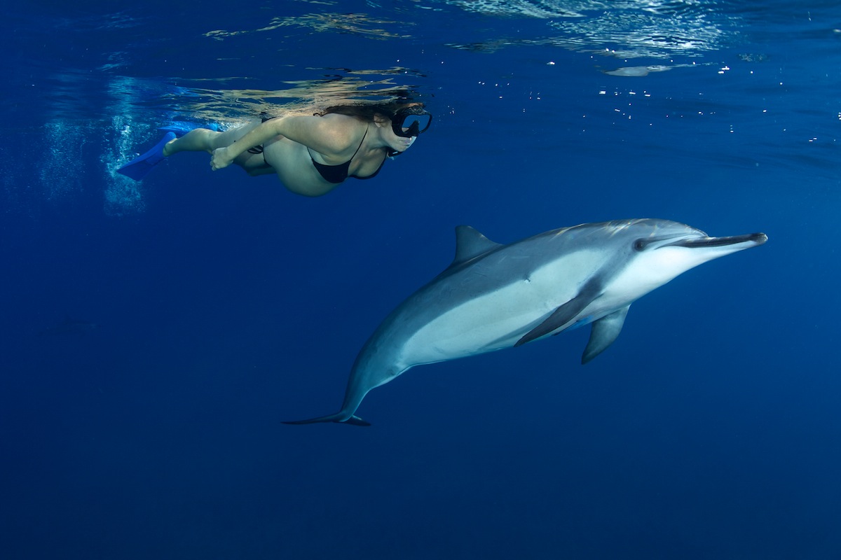 Brianne Droscoski, 9 months pregnant swimming with curious Spinner Dolphins off the Kona Coast