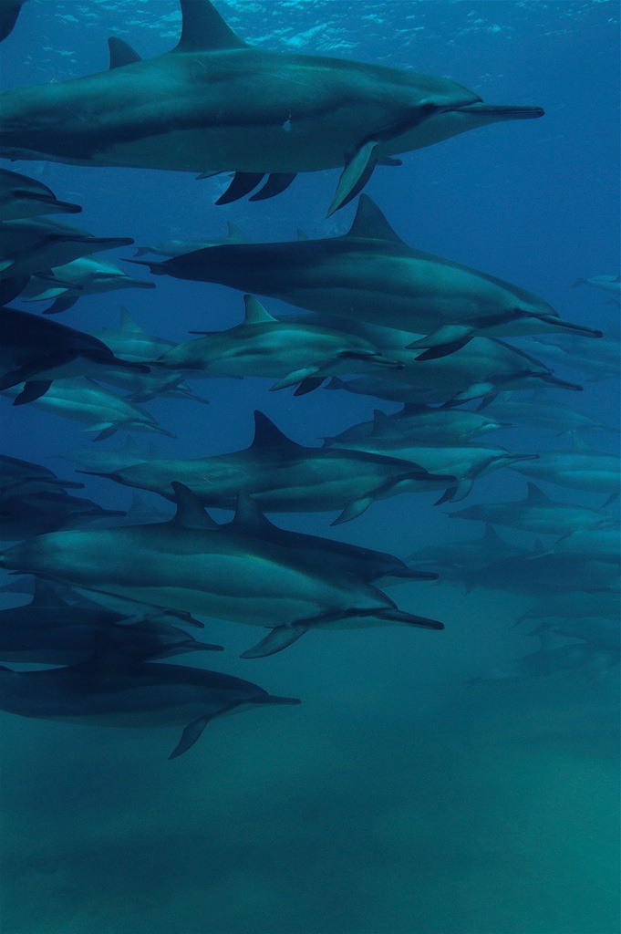 Pod of spinner dolphins cruising at Manele Bay on the island of Lanai