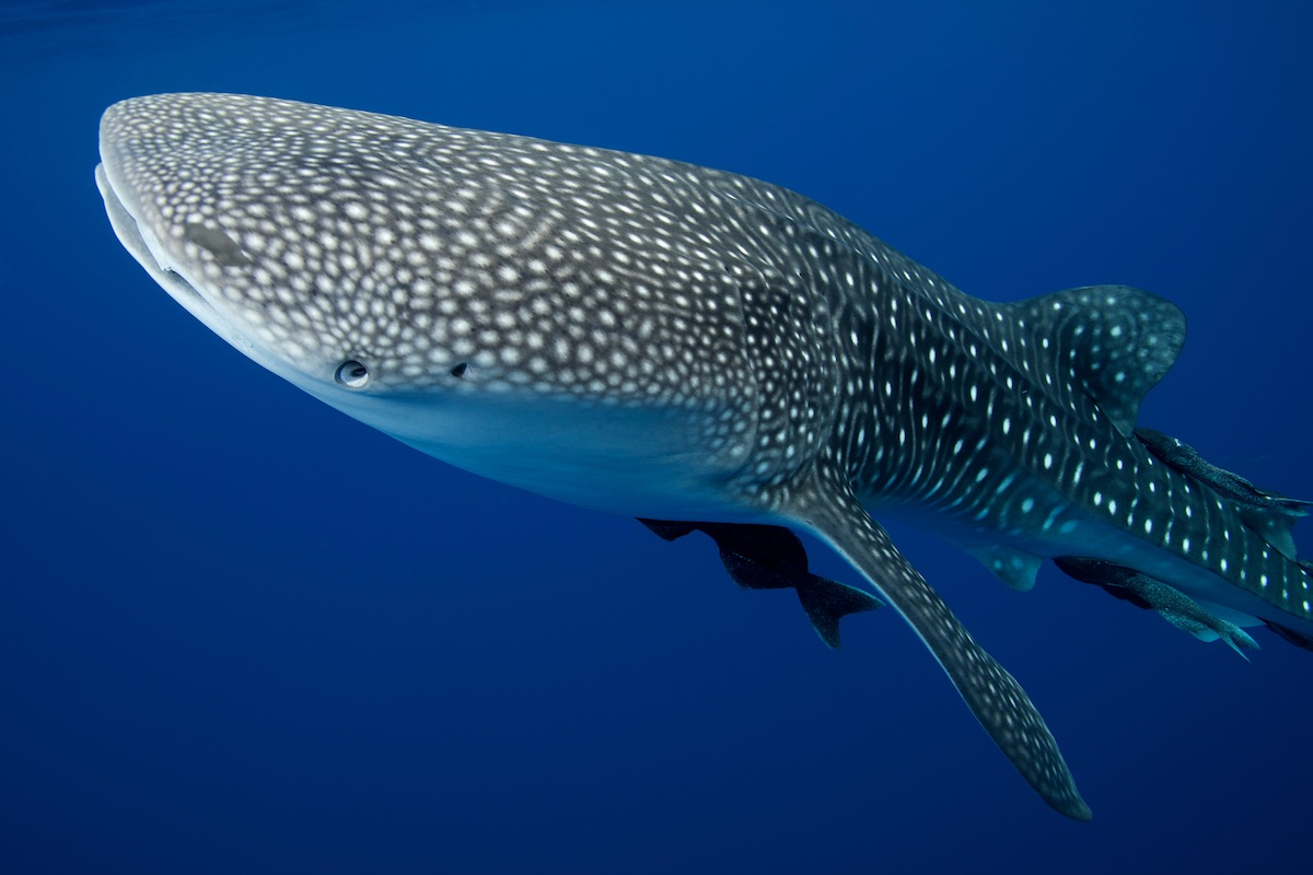 Whale shark spotted in Costa Rica