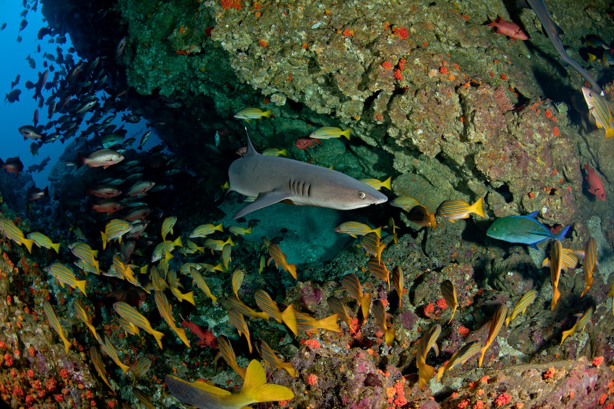 White-tip Reef Sharks patrolling a busy, crowded cave in Cocos Island, Costa Rica 