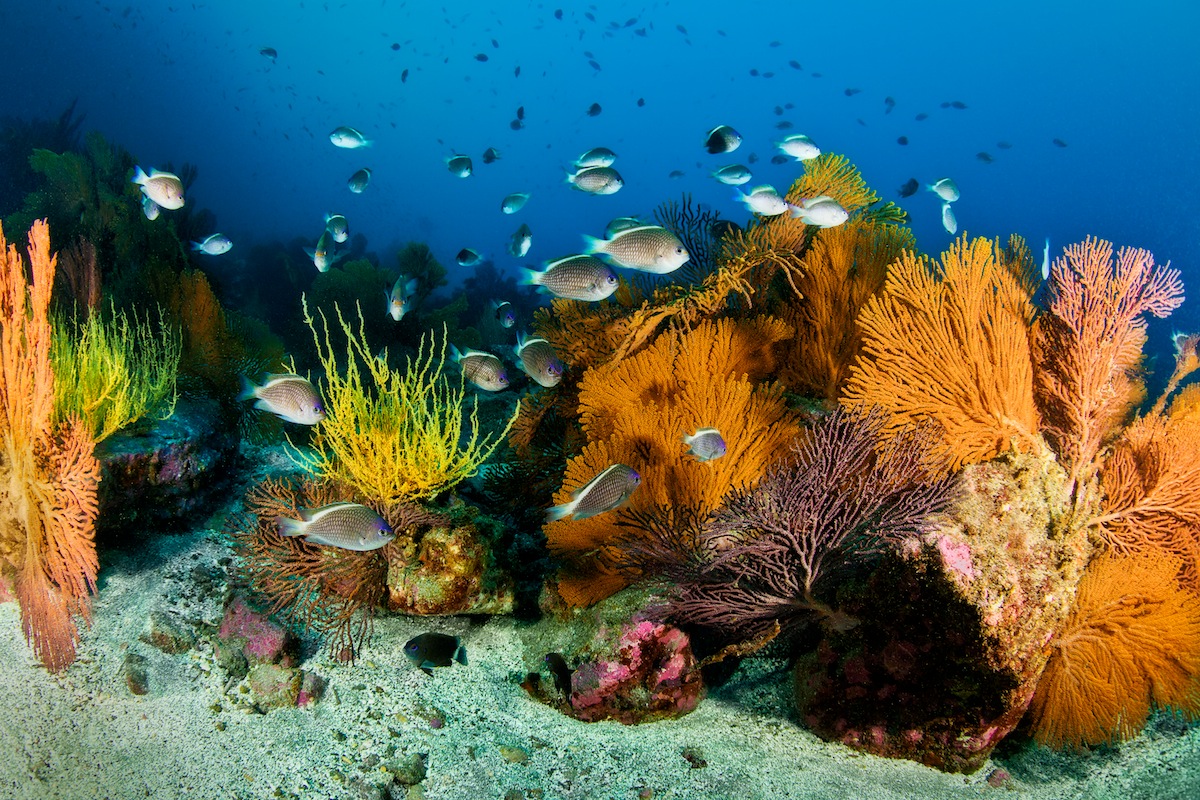 Deep Reef in the Galapagos - bustling with color and life