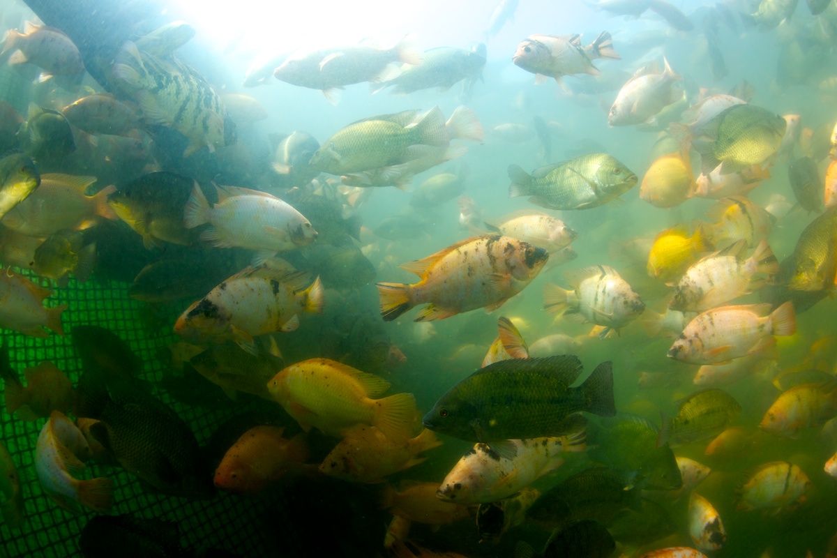 Underwater Tilapia Fish Farm, Honduras