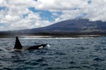 Orca in the Galapagos - Ecuador